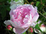 Duc d'Angouleme rose photo