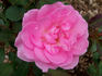 Blithe Spirit rose photo