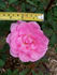 Blithe Spirit rose photo