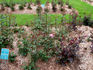 Blithe Spirit rose photo