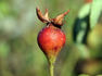 Tricolore rose photo