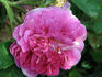 Tricolore rose photo