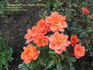 Memories Are Made Of This rose photo