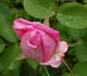 Comtesse Henriette Combes rose photo