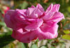 Comtesse Henriette Combes rose photo