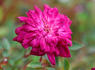 Centennial Miss rose photo