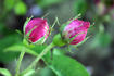 La Noblesse (Centifolia, Pastoret/Soupert rose photo