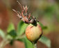 La Noblesse (Centifolia, Pastoret/Soupert rose photo
