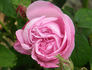 La Noblesse (Centifolia, Pastoret/Soupert rose photo
