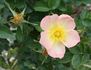 Lord Penzance rose photo