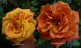 Spirit Dance rose photo