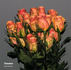Cinnamon rose photo