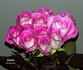 Attaché rose photo