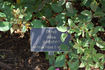 J. J. Audubon rose photo