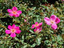 J. J. Audubon rose photo