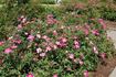 J. J. Audubon rose photo