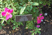 J. J. Audubon rose photo