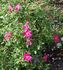 J. J. Audubon rose photo