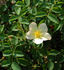 Engelmann's Quest rose photo
