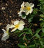Engelmann's Quest rose photo