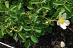 Engelmann's Quest rose photo