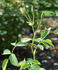Engelmann's Quest rose photo