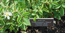 Engelmann's Quest rose photo