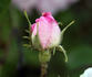 Striped Moss rose photo