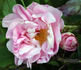 Striped Moss rose photo