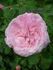 Mrs. F. W. Sanford rose photo