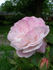 Mrs. F. W. Sanford rose photo
