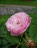 Mrs. F. W. Sanford rose photo