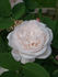 Mabel Morrison rose photo