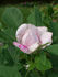 Mabel Morrison rose photo
