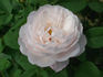 Mabel Morrison rose photo