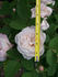 Mabel Morrison rose photo