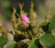 Catherine Seyton rose photo