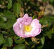Catherine Seyton rose photo