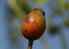 Edith Bellenden rose photo
