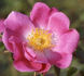 Edith Bellenden rose photo
