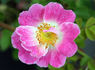 Flora McIvor rose photo