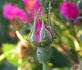 Greenmantle rose photo
