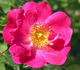Greenmantle rose photo