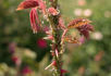 Greenmantle rose photo