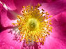 Greenmantle rose photo