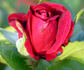 Herbstfeuer rose photo