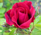 Herbstfeuer rose photo