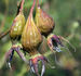 Herbstfeuer rose photo