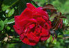 Herbstfeuer rose photo