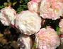Golden Angel X “R. Soulieana - Ralph Moore’s Putative version” rose photo